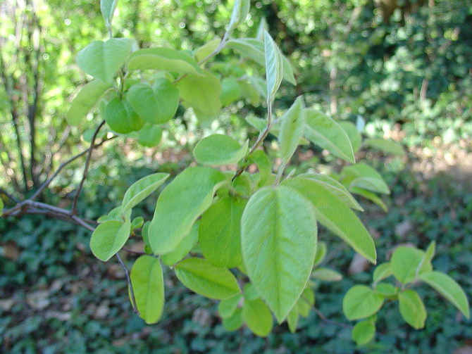 Il cotogno (Cydonia oblonga Miller), le foglie