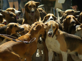Greyhound e Galgo spagnolo o levriero galgo