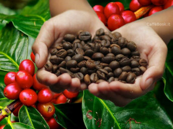 Fuga da una tazzina di caffè (I Produttori e il basso costo del caffè)