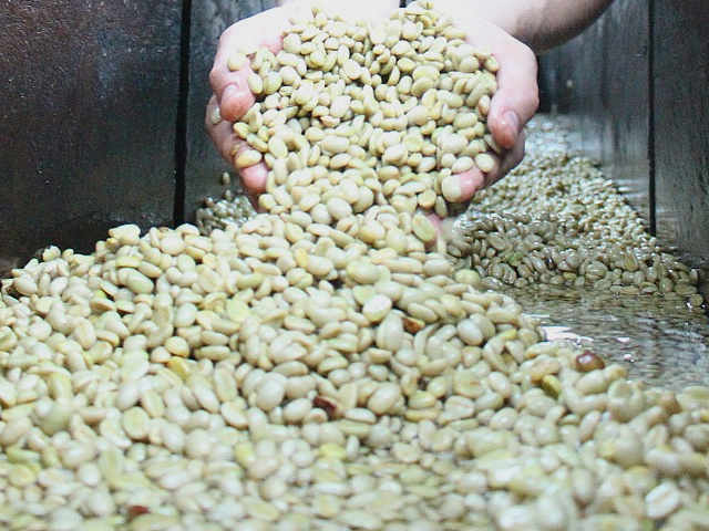 I Piccoli Produttori e il basso costo del caffè
