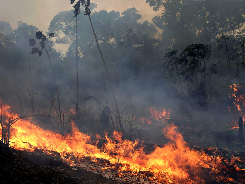 Perché vogliono deforestare l’Amazzonia