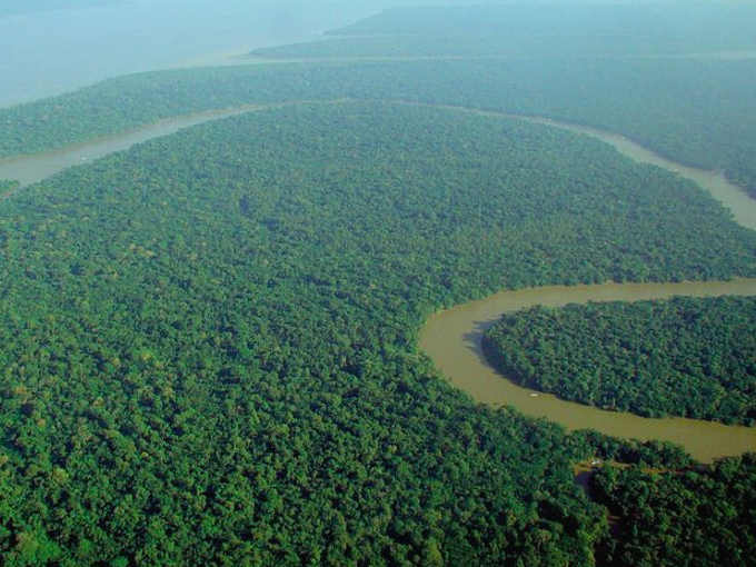 Foto per Perché vogliono deforestare l’Amazzonia