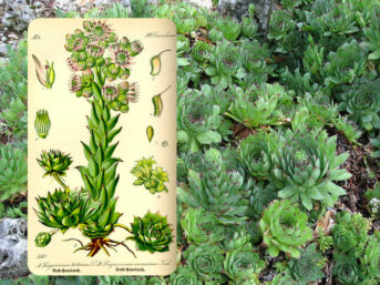 Il semprevivo: fiore di tuono