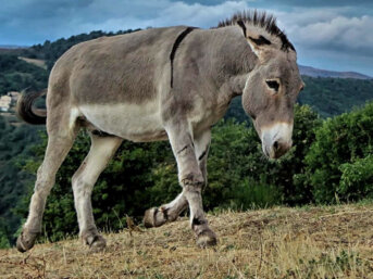 L'Asino è in pericolo di Estinzione?