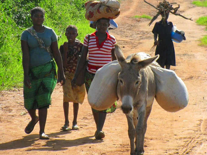 Commercio della pelle di asino in Africa ed ejiao