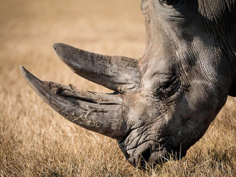 Cosa nasconde il corno del rinoceronte
