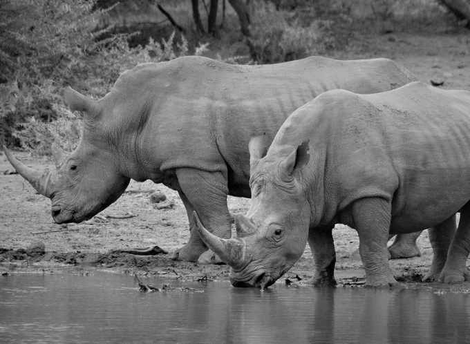 Rinoceronte, animale in via di estinzione