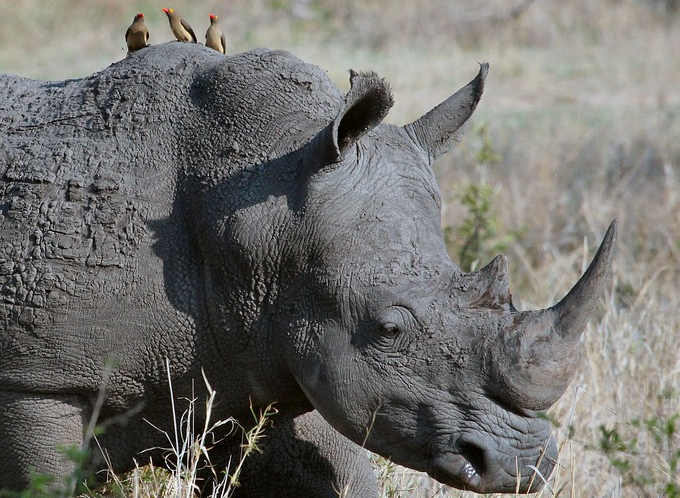 Il corno del rinoceronte: un status symbol