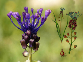Il muscari, pan d’l coucou