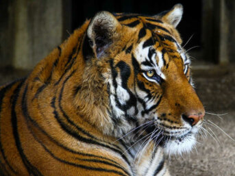 In Cina il Vino si fa con le Ossa di Tigre