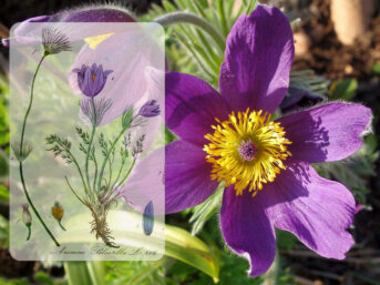La pulsatilla o fiore di Pasqua