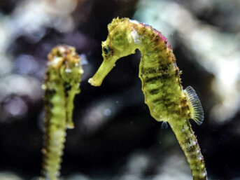 Cavallucci Marini e Cetrioli di Mare: una strage nei mari