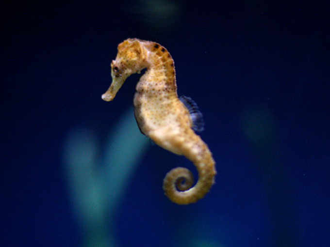 Il cavalluccio marino o Hippocampus