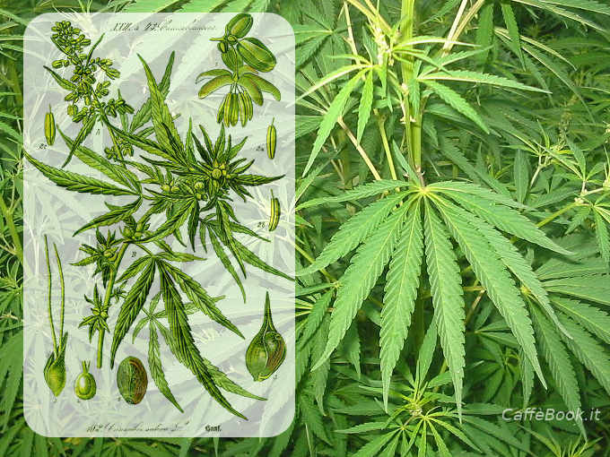 Bonificare con la Canapa o Cannabis