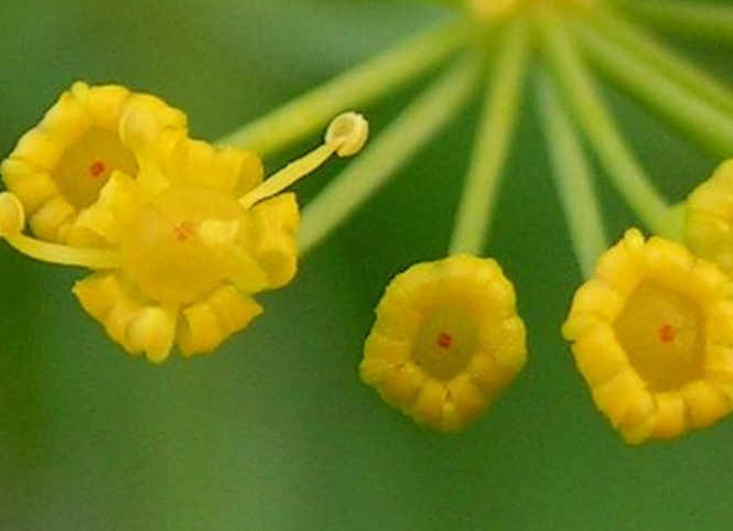 Aneto, I fiori gialli