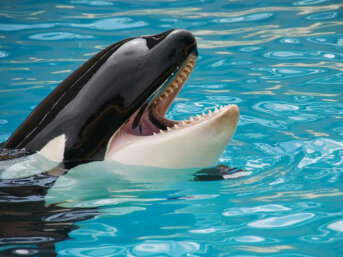 La drammatica prigionia dei cetacei nei parchi acquatici