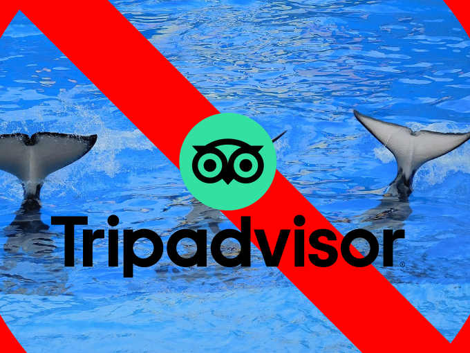 Tripadvisor ha deciso di non vendere più i biglietti d'ingresso a spettacoli con cetacei