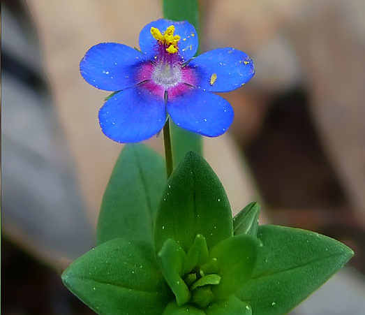 I fiori della Mordigallina Anagallis arvensis L. (phoenicea Scop)