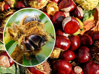 Il castagno prodigio d’autunno