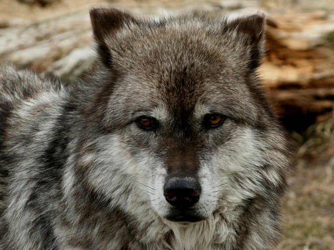 3 Dialogo con se stessi sul desiderio, la via del lupo solitario