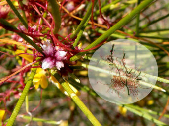 La cuscuta: una terribile bellezza