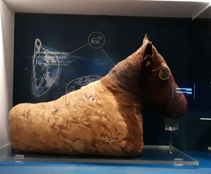 17 Museo Egizio di Torino pseudomummia di toro a basso costo