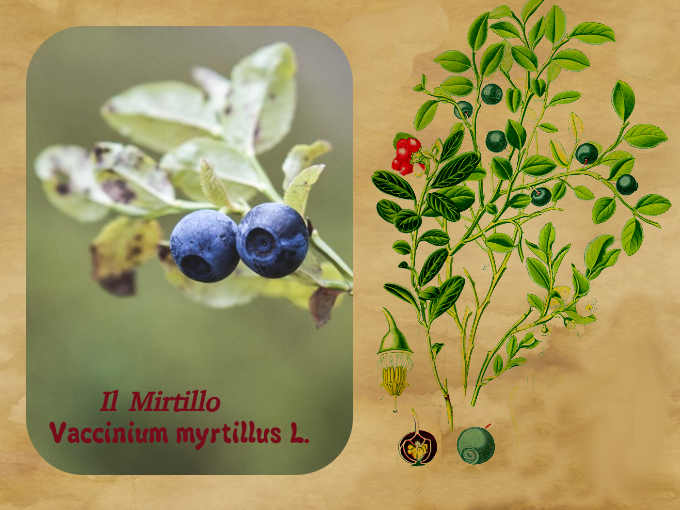 Il Mirtillo Vaccinium myrtillus L
