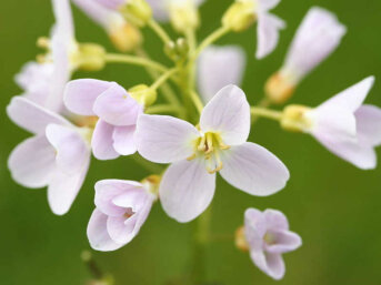il cardamine: Fior di cucù