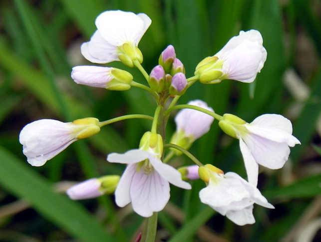 I fiori del Cardamine pratensis L.