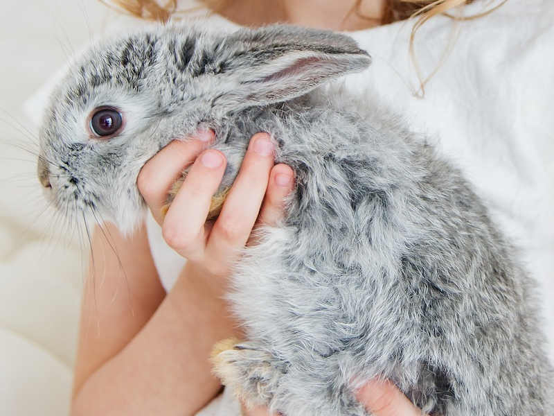 La terapia del coniglio