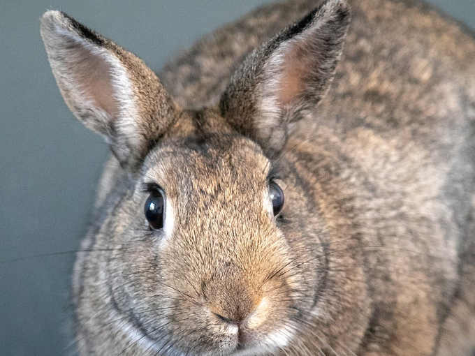 5 Foto per La terapia del coniglio