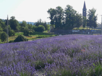Lo spettacolo della lavanda a Sale San Giovanni