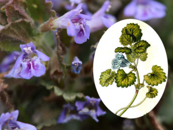 Edera terrestre