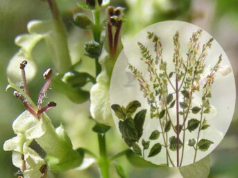Scorodonia