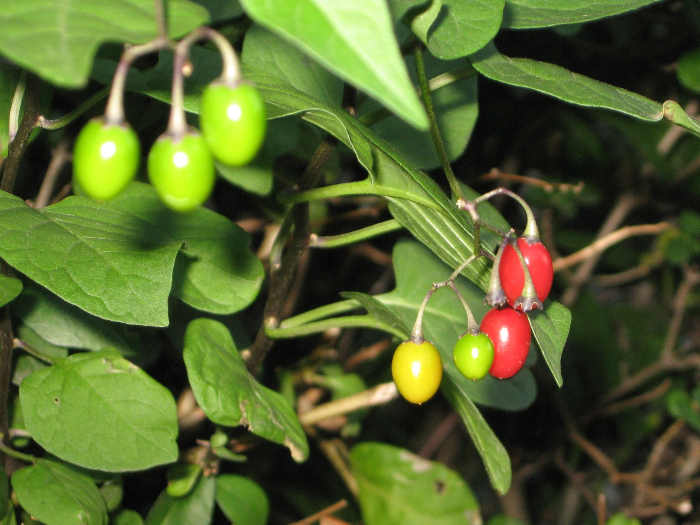 Principi attivi e decotto Solanum dulcamara L.