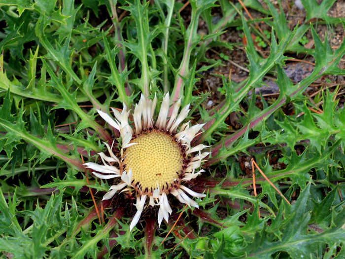 Fiore di carlina