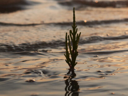 La salicornia che diventa vetro