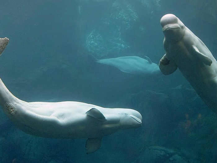 Balene e orche russe  libere 