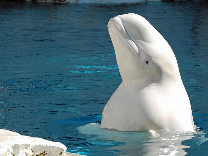 Balene e orche russe  libere non più prigioniere in parchi acquatici 