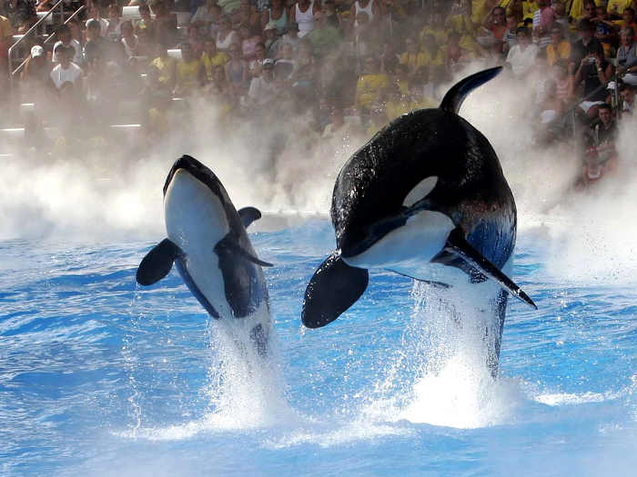 Balene e orche prigioniere in parchi acquatici