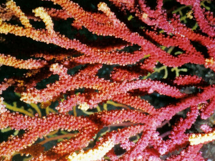 formazione corallifera Gorgonie per disastro Costa Concordia 